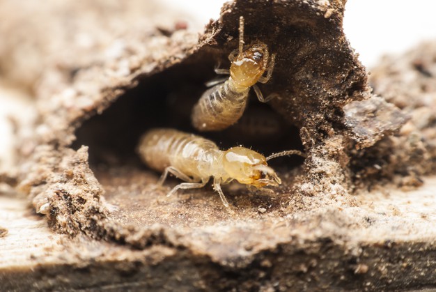 Eastern Subterranean Termites infestation