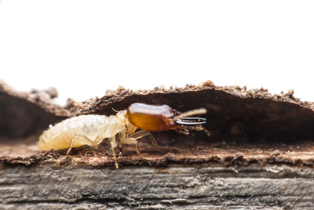 Formosan Subterranean Termites infestation